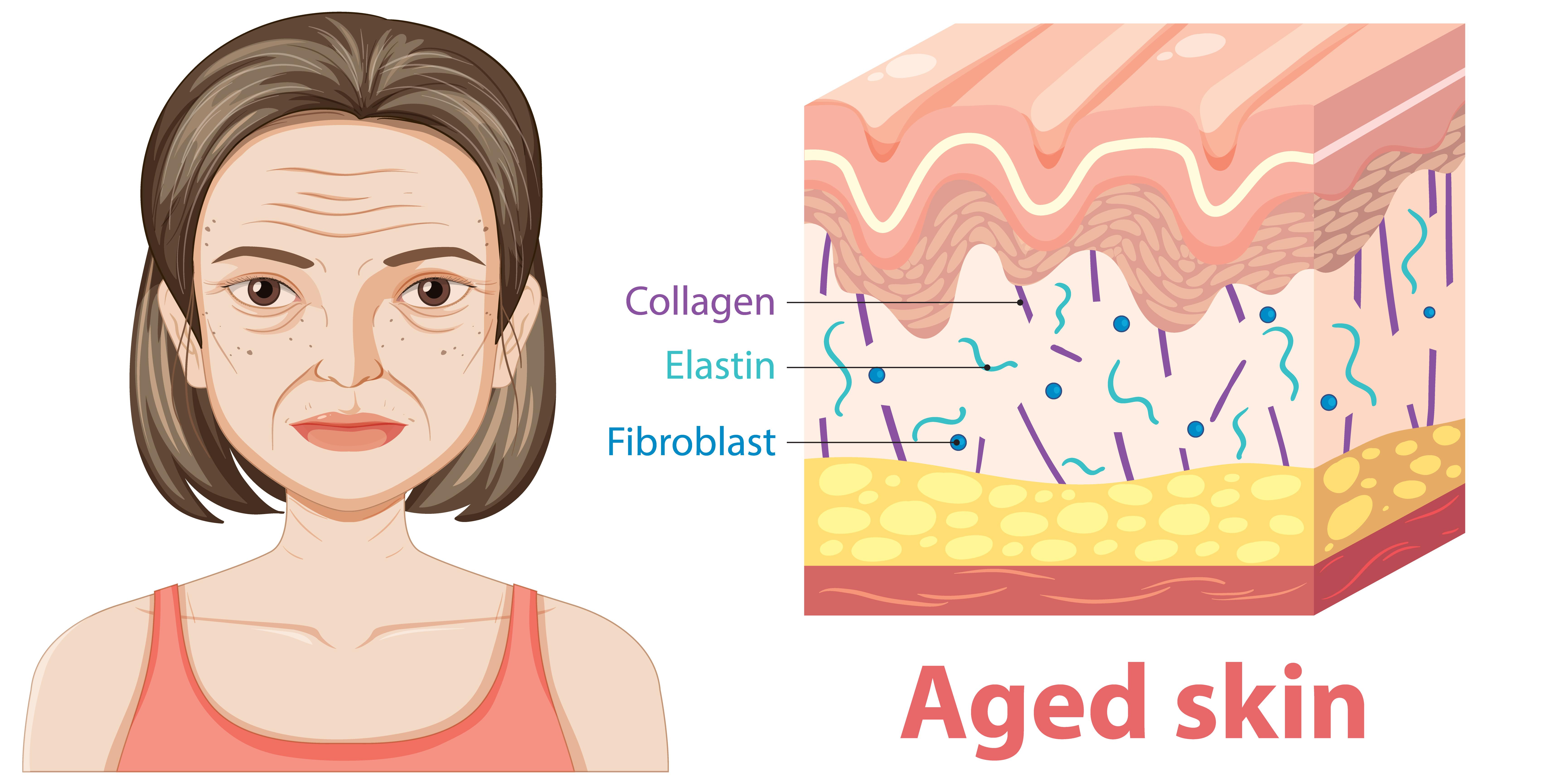 Why Collagen is the Key to Youthful Skin